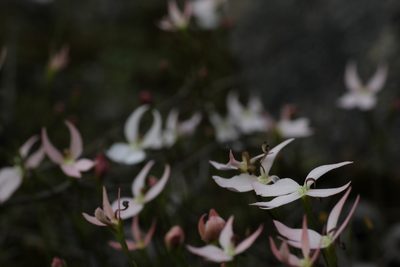 Stylidium petiolare, photographed by Hugo Innes