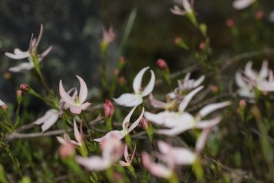 Stylidium petiolare, photographed by Hugo Innes