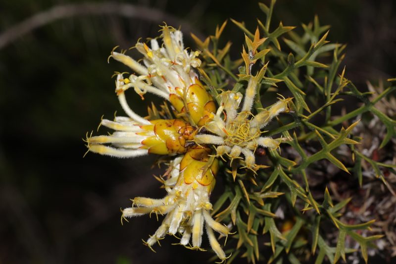 Petrophile striata, photographed by Hugo Innes