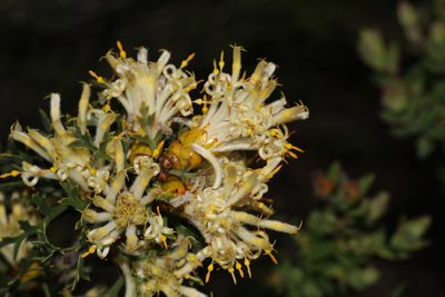 Petrophile striata, photographed by Hugo Innes
