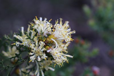 Petrophile striata, photographed by Hugo Innes