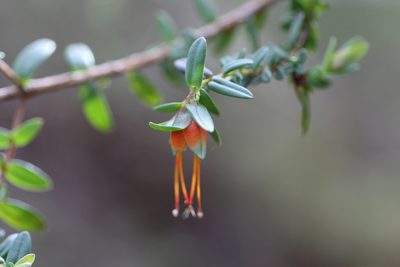 Darwinia citriodora, photographed by Hugo Innes
