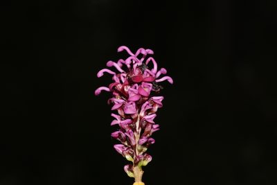 Grevillea quercifolia, photographed by Hugo Innes
