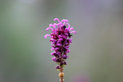 Grevillea quercifolia, photographed by Hugo Innes
