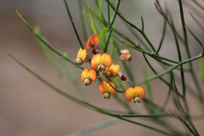 Daviesia horrida, photographed by Hugo Innes