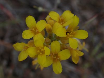 Physaria douglasii, photographed by Shane Johnson