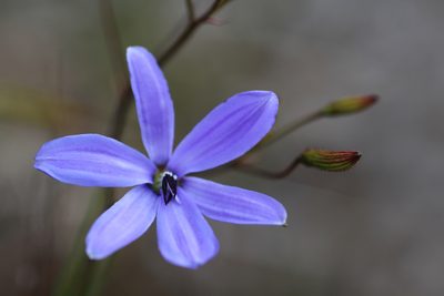 Agrostocrinum hirsutum, photographed by Hugo Innes