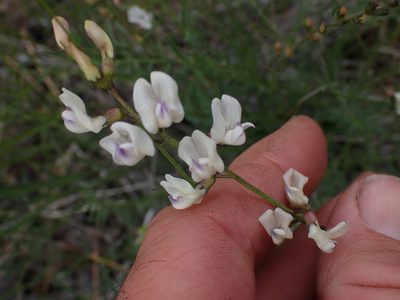Astragalus miser, photographed by Shane Johnson