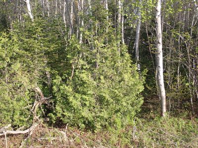 Thuja occidentalis, photographed by Alexis Godin