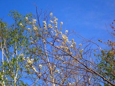 Prunus pensylvanica, photographed by Alexis Godin