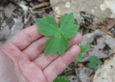 Ranunculus recurvatus, photographed by Steven Lamonde