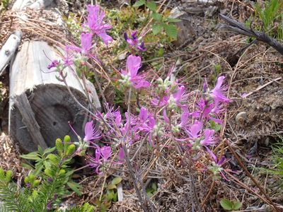 Rhododendron canadense, photographed by Alexis Godin