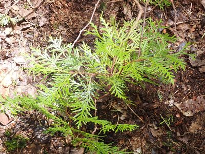 Thuja occidentalis, photographed by Alexis Godin