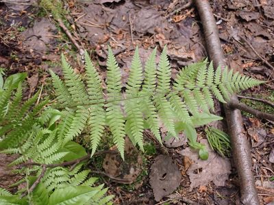 Athyrium angustum, photographed by Alexis Godin