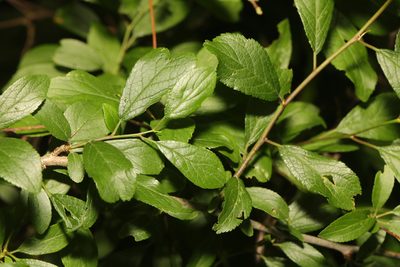 Prunus spinosa, photographed by Stephen James McWilliam
