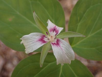 Trillium undulatum, photographed by Alexis Godin