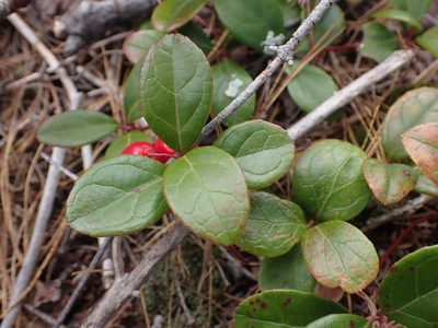 Gaultheria procumbens, photographed by Alexis Godin