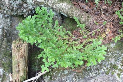 Taxus canadensis, photographed by Steven Lamonde