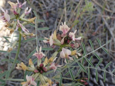 Astragalus sclerocarpus, photographed by Shane Johnson