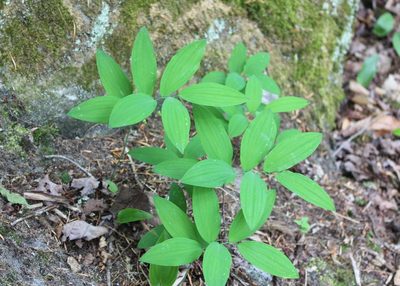 Polygonatum pubescens, photographed by Steven Lamonde