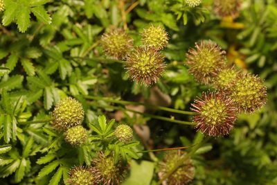 Acaena novae-zelandiae, photographed by Stephen James McWilliam