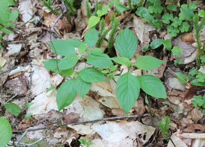 Cornus alternifolia, photographed by Steven Lamonde