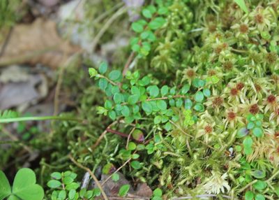 Gaultheria hispidula, photographed by Steven Lamonde