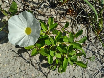 Ipomoea imperati, photographed by Scott Ward