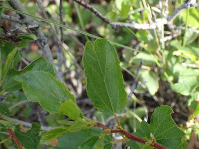 Ceanothus sanguineus, photographed by Shane Johnson