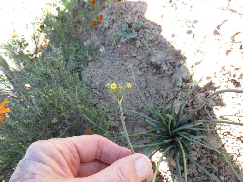 Tulbaghia dregeana, photographed by Peter Warren