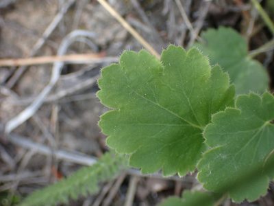 Heuchera cylindrica, photographed by Shane Johnson