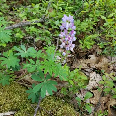 Lupinus perennis, photographed by Nash Turley