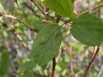Ceanothus sanguineus, photographed by Shane Johnson