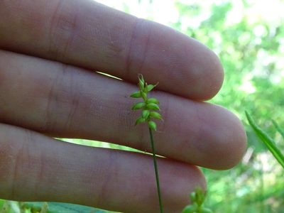 Carex alascana, photographed by Reuven Martin