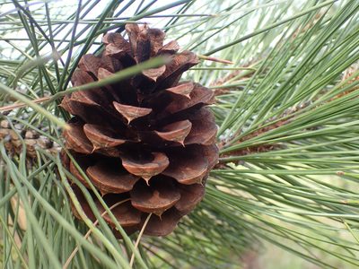 Pinus ponderosa, photographed by Shane Johnson