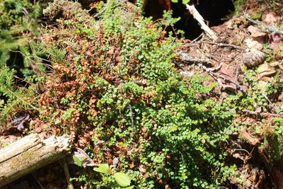 Gaultheria hispidula, photographed by Steven Lamonde