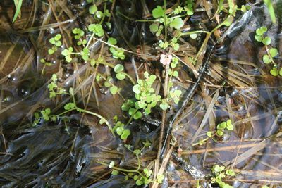 Chrysosplenium americanum, photographed by Steven Lamonde