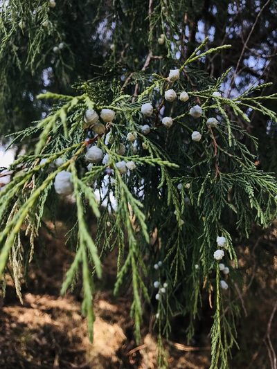 Juniperus poblana, photographed by Itzel Flores
