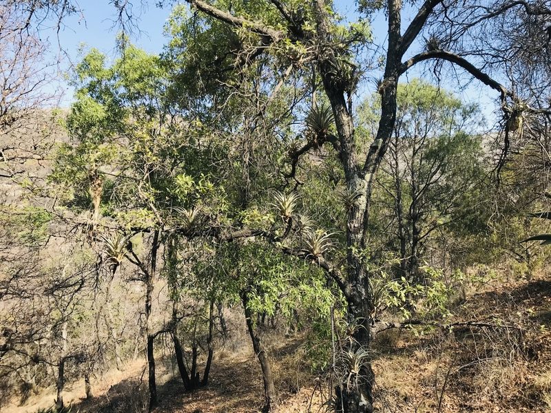 Juniperus poblana, photographed by Itzel Flores