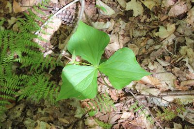 Trillium erectum, photographed by Steven Lamonde