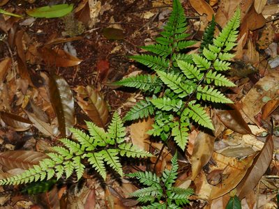 Athyrium erythropodum, photographed by Jacy Chen