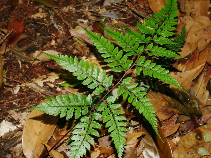Athyrium erythropodum, photographed by Jacy Chen