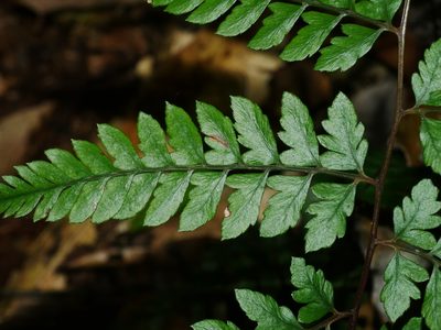 Athyrium erythropodum, photographed by Jacy Chen