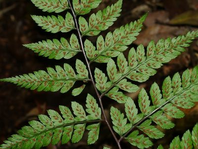 Athyrium erythropodum, photographed by Jacy Chen