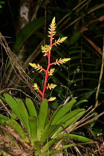 Guzmania rhonhofiana, photographed by Tom Kennedy