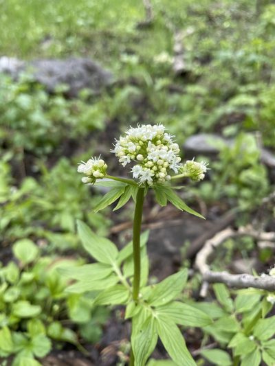 Valeriana occidentalis, photographed by Bella Sims