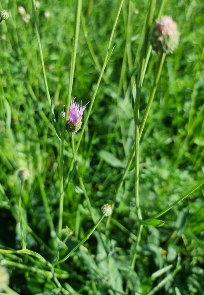 Klasea cardunculus, photographed by bulatik