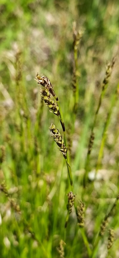Carex rhizina, photographed by Алексей Ябс