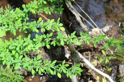 Berberis thunbergii, photographed by Steven Lamonde