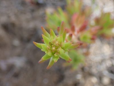 Sedum stenopetalum, photographed by Shane Johnson